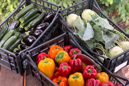 Gemüse vom Bio-Hof Gasser auf der Reichenau